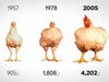 Shocking: how chickens became frankenbirds