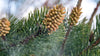 5 Impressive Benefits of Pine Pollen