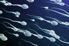 NEWS: Sperm production declines even faster than thought